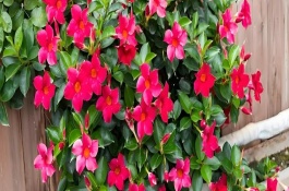 飄香藤為什么不開花，寓意難忘愛情、充滿生機(jī)等
