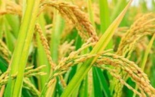 金穗源10水稻栽培技術(shù)要點(diǎn)，普通粳稻品種