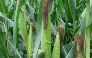 慶單3號玉米栽培技術(shù)要點，慶單3號玉米種子特征特性