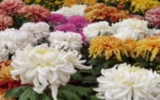 菊花的特點(diǎn)，通常為9-11月份