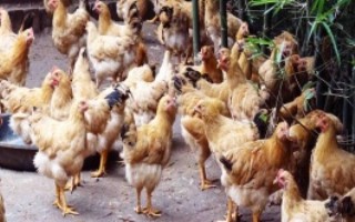 在母雞下完蛋后飼養(yǎng)員要怎樣進(jìn)行管理，選擇喂米糠、玉米、高粱等谷類食物
