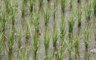 富兩優(yōu)508水稻栽培技術(shù)要點，一般在4月下旬至5月上旬播種