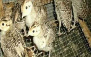 野雞苗哪里有賣的，以翻肛鑒別為主