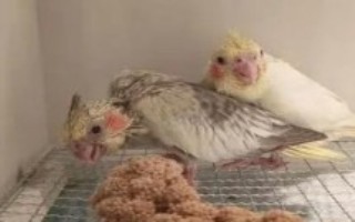 玄鳳鸚鵡吃蟲子嗎，可以把小米作為主糧