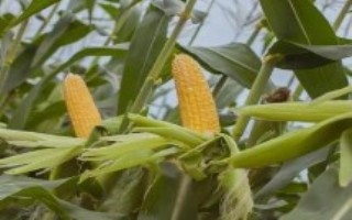 亙白玉555玉米栽培技術(shù)要點(diǎn)，生育期132.2天