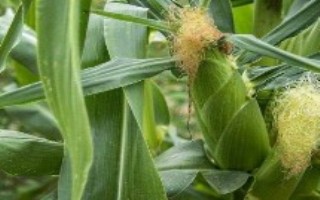 頂立1號玉米栽培技術要點，注意防治病蟲害