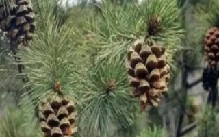 新鮮松子幾月份成熟，播種前放進(jìn)河沙中進(jìn)行藏儲催芽
