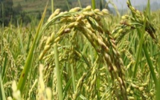 坤兩優(yōu)1號水稻栽培技術要點，每畝有效穗數(shù)15.3萬