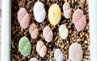 生石花換盆后如何澆水，可在生長季節(jié)換盆