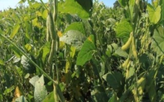 中豆41大豆栽培技術要點，普通型早中熟夏大豆品種