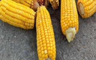 合玉24玉米栽培技術(shù)要點，普通玉米品種