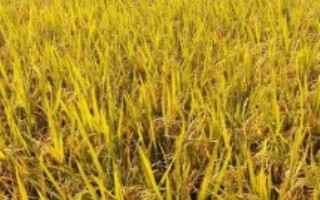 荃9優(yōu)220水稻栽培技術(shù)要點(diǎn)，全生育期152.2天