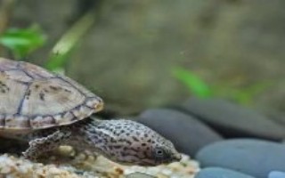 麝香龜怎么喂好，動物性、植物性和合成飼料均可