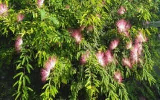 哪個(gè)朝代種植合歡樹(shù)，是為了推廣和表示吉祥