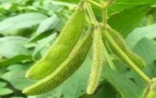 圣豆3號(hào)大豆栽培技術(shù)要點(diǎn)，中等肥力地塊4萬—5萬株/畝