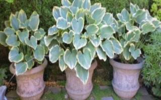 玉簪花葉子邊干枯的原因，可能是光照不當(dāng)或溫度不當(dāng)?shù)? title=
