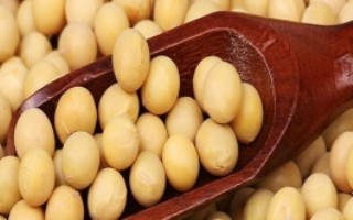 圣豆十號(hào)大豆栽培技術(shù)要點(diǎn)，生育期平均105天