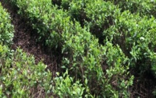 茶樹需要打農(nóng)藥嗎，日平均氣溫需要穩(wěn)定在10℃以上為佳