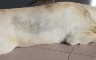 犬貓食物過(guò)敏有什么癥狀，應(yīng)控制能量和脂肪的攝入