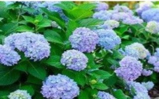 繡球花怎么過冬，生長期間半個月要追肥一次