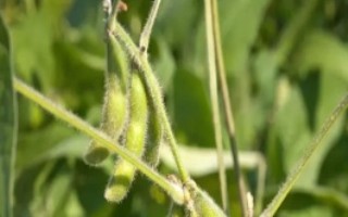 吉農(nóng)48大豆栽培技術(shù)要點，中抗花葉病毒病1號株系