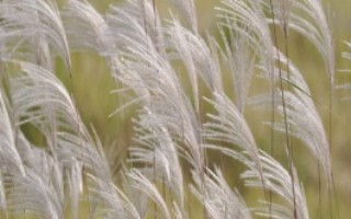 蘆葦?shù)姆植挤秶?，生長(zhǎng)旺盛期為每年4月上旬至7月下旬