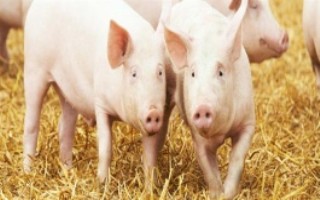 怎么避免豬咬架，把馬齒莧添加在飼料中可以清熱解毒