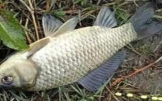秋釣鯽魚所用線組，常用餌包括米飯、麥粒及蚯蚓