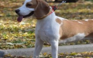 比格犬性格是什么，盡量在兩個(gè)月大的時(shí)候就開始訓(xùn)練