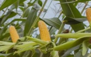 尚白玉1號(hào)玉米栽培技術(shù)要點(diǎn)，平均生育期140.7天