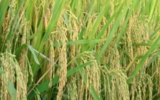 荃優(yōu)071水稻栽培技術(shù)要點，每畝有效穗數(shù)16.7萬穗