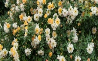 爬藤花卉的品種，包括爬藤月季、牽?；ǖ确N類