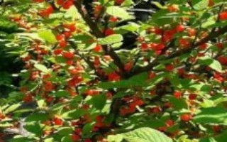 承包土地種哪些作物能賺錢，當(dāng)前種植沙棘、越桔等果樹很有市場前景