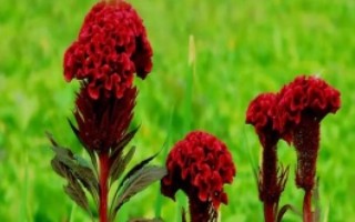 雞冠花的品種，常見的有普通雞冠花、子母雞冠花、圓絨雞冠花等