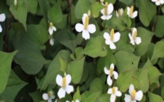 魚腥草的外觀，葉片紫紅、莖干上有莖節(jié)且長著須狀根