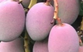 四川省攀枝花的特產，攀枝花芒果是全國農產品地理標志