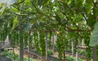 大棚葡萄如何施用二氧化碳氣肥，首先要做好根部追肥