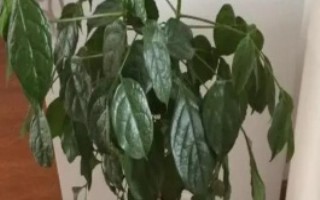 幸福樹掉葉子的原因及處理方法，根據(jù)發(fā)生原因采取對應(yīng)措施