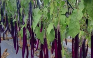 種植茄子的株行距，一般是40-45厘米×60-65厘米