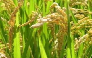 徽兩優(yōu)1801水稻栽培技術(shù)要點(diǎn)，全生育期136.6天
