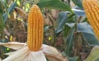 金冠597玉米栽培技術(shù)要點，中抗紋枯病