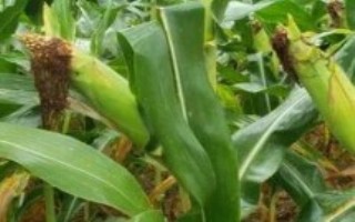 云瑞108玉米種子簡(jiǎn)介，區(qū)試平均生育期為128天