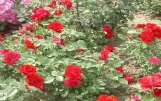 樹狀月季的形態(tài)特征，苗木企業(yè)和花卉市場是適宜選擇