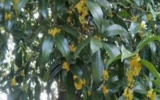 桂花樹的修剪方法，在幼樹時(shí)期打頂可以控制株高
