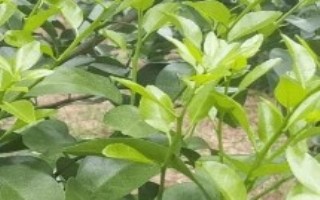 柑橘控梢用什么農(nóng)藥，疏除病果可減輕樹體負擔
