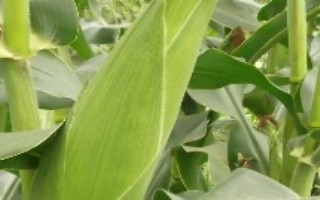 仲糯5號(hào)玉米栽培技術(shù)要點(diǎn)，中等肥力以上地塊栽培