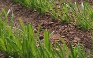 蠶豆，可以種韭菜、空心菜、蠶豆和花生等