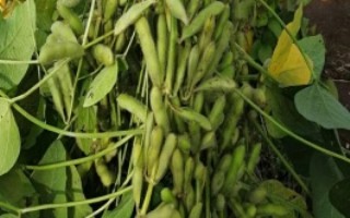蒙豆1137大豆栽培技術要點，高肥力地塊18000株