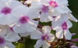 福祿考怎么播種，可采用分株、壓條、扦插等方式