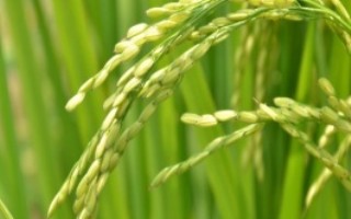 華福S水稻栽培技術(shù)要點(diǎn)，生育期比SE21S短6天